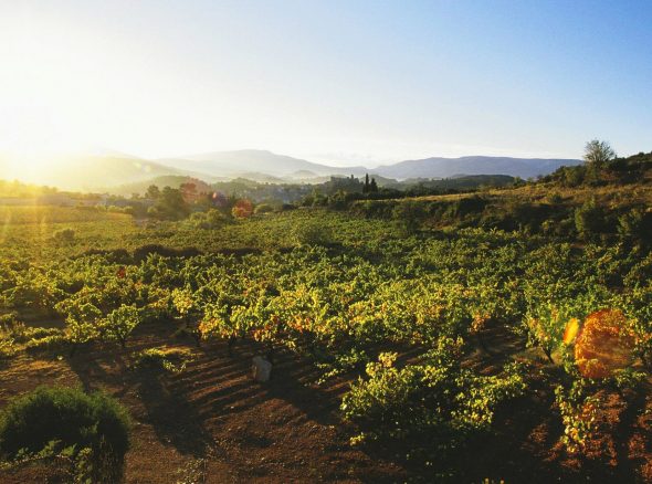 Vignobles en Scène 2026 en Corbières Minervois : le programme du 16 au 18 octobre