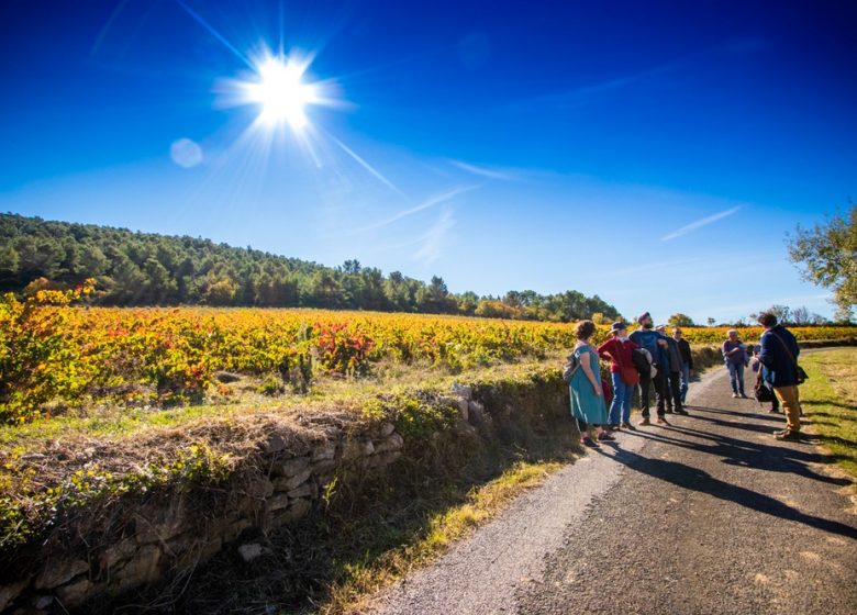 ENTRE LES VIGNES AVEC CARLOS