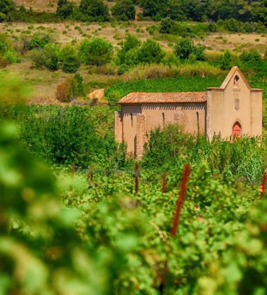 Vineyard paths