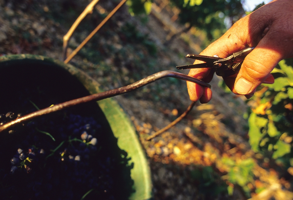 Vendanges manuelles