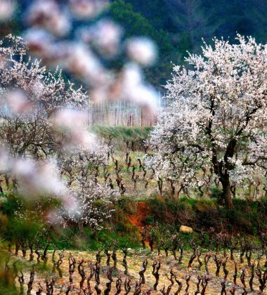 Corbières Boutenac, els vins d’excel·lència