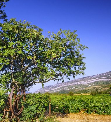 Les Corbières, de la plaine viticole aux alpages