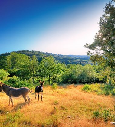 Les hébergements à la ferme