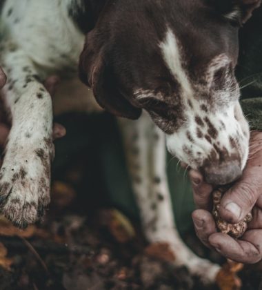 Les producteurs de truffes