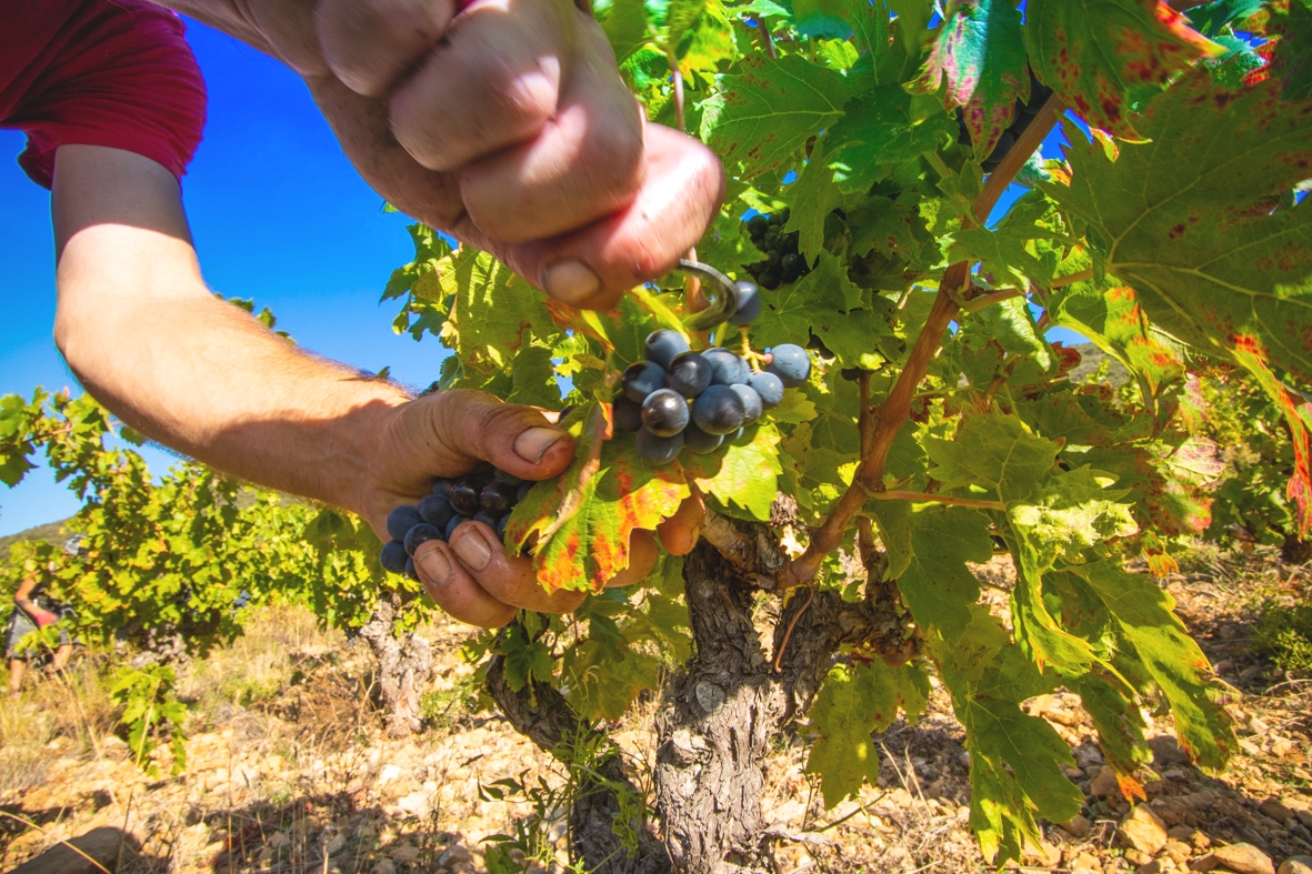 Les producteurs locaux