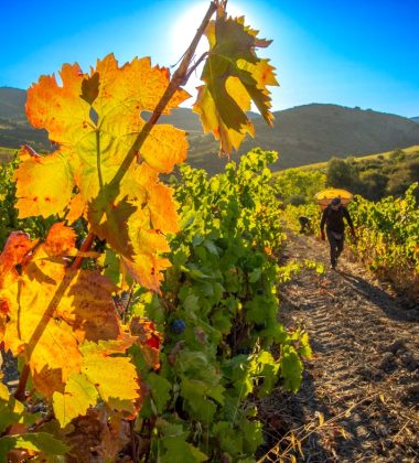 Vinos ecológicos y naturales