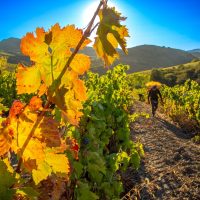 Vignobles en Scène Corbières Minervois