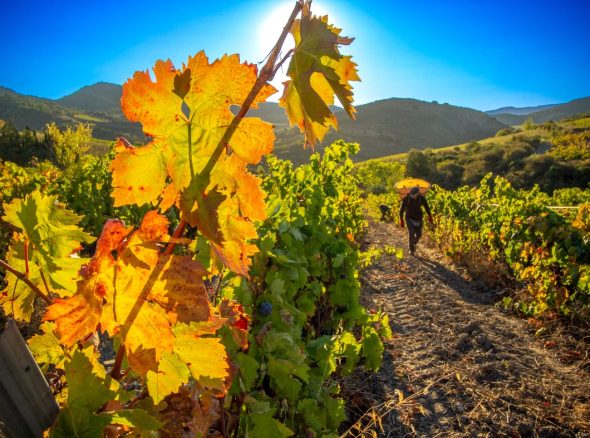 La Cartagène, un vin doux artisanal