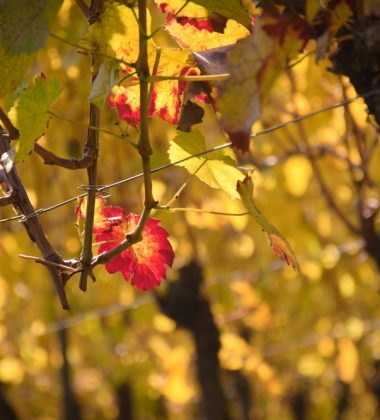 Walks between the vines