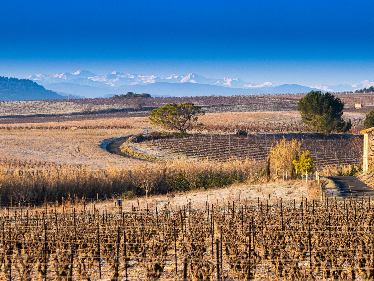 Hiver vignes Corbières Canigou neige