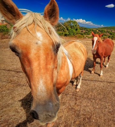 On horseback