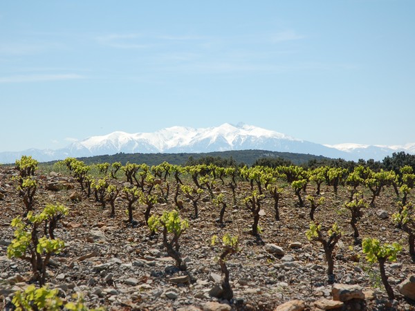 DOMAINE BERTRAND-BERGE