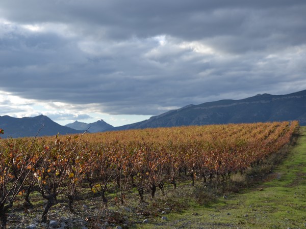 DOMAINE BERTRAND-BERGE