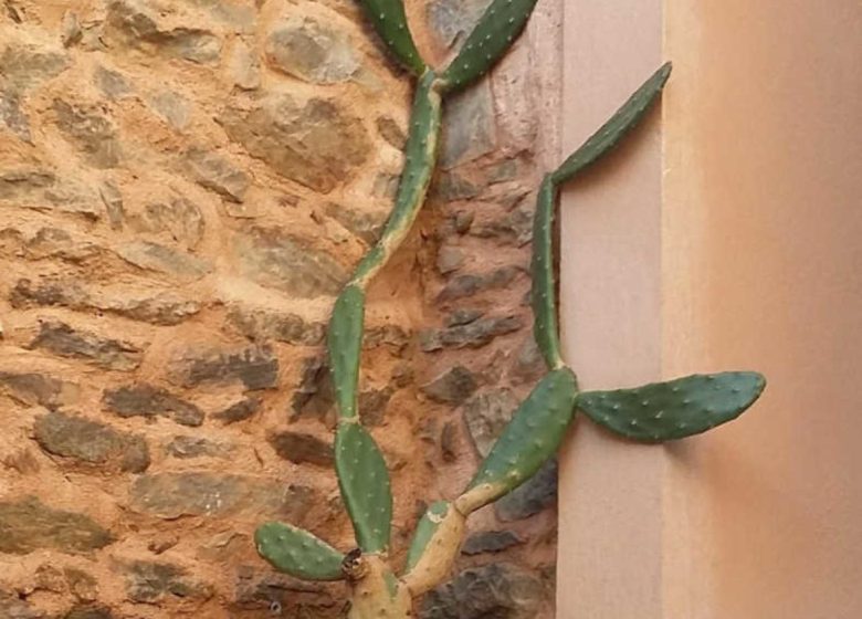 OPUNTIA