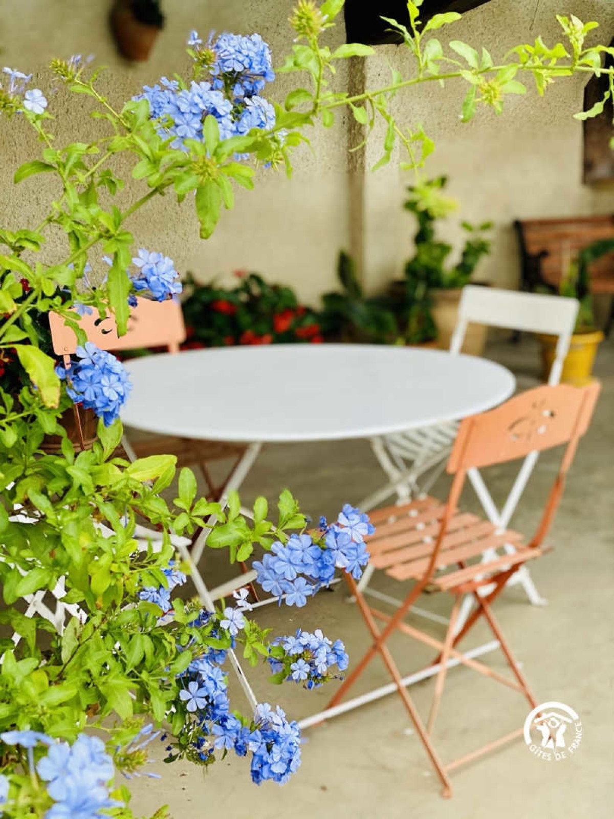 CHATEAU  MAYLANDIE    GRENACHE