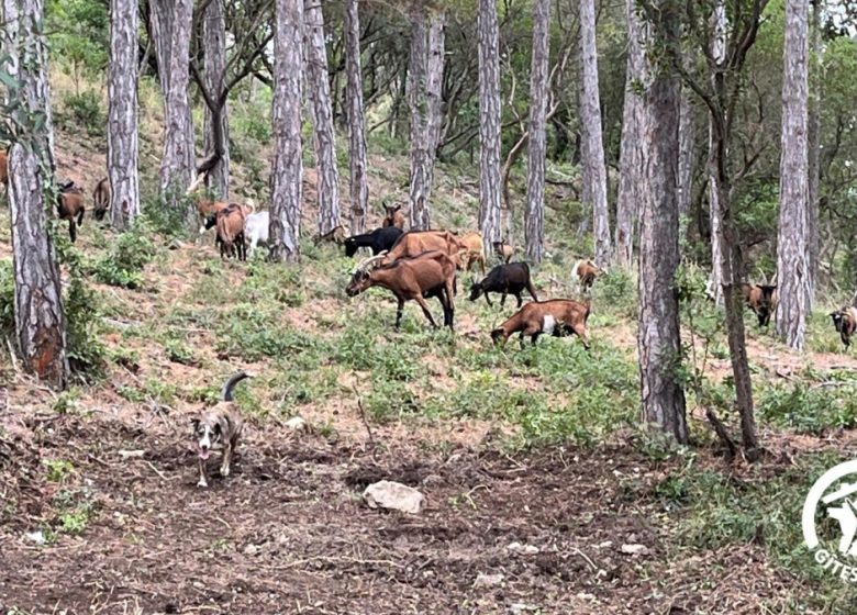 CHÂTEAU ST-AURIOL – LA BERGERIE