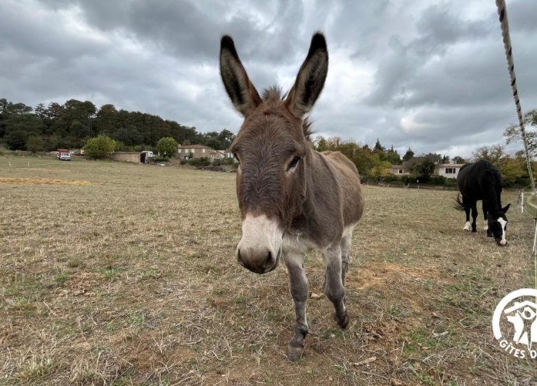 CHÂTEAU ST-AURIOL – LE CAVISTE