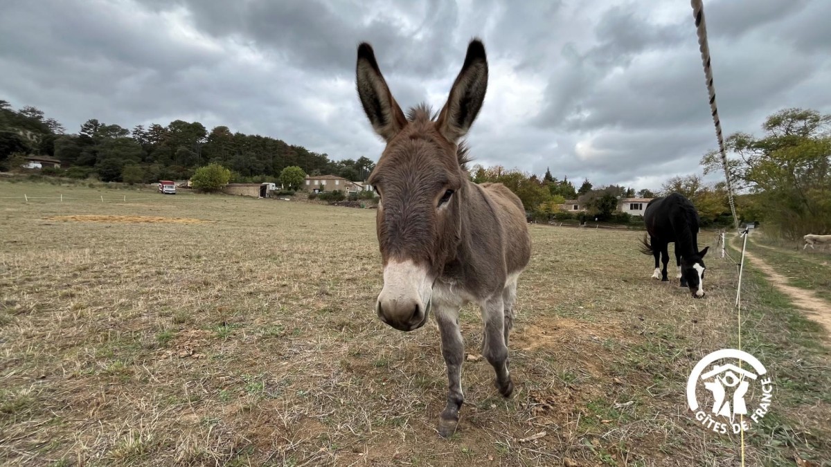 CHÂTEAU ST-AURIOL – LE CAVISTE