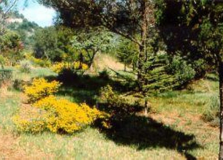 L’OLIVIER