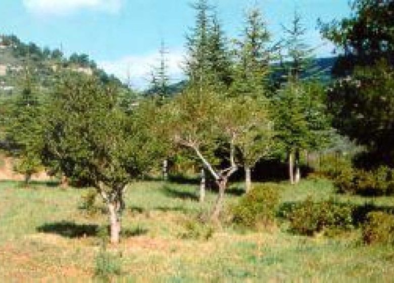 L’OLIVIER