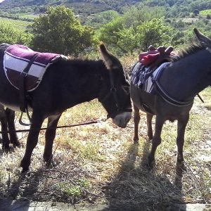 ASINERIE QUINTILL’ANE