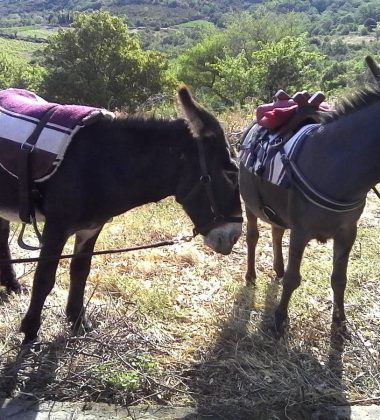 ASINERIE QUINTILL’ANE