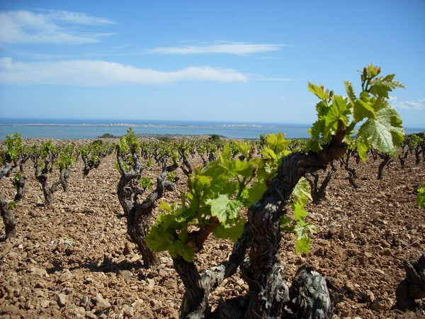 DOMAINE DE LA ROCHELIERRE