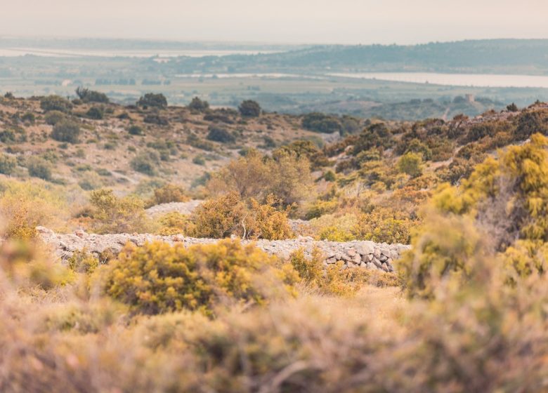 FROM THE GARRIGUE TO THE VINEYARD