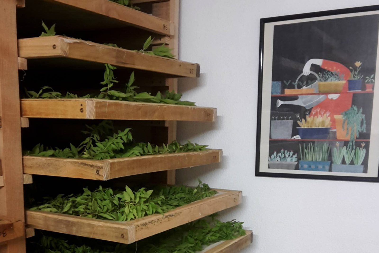 LES PETITES FEUILLES