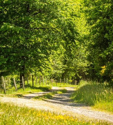 DE BRANCHE EN BRANCHE