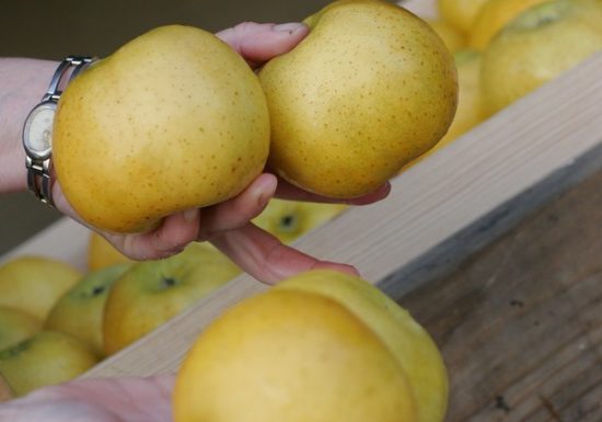 MONSIEUR SABATIER BERNARD