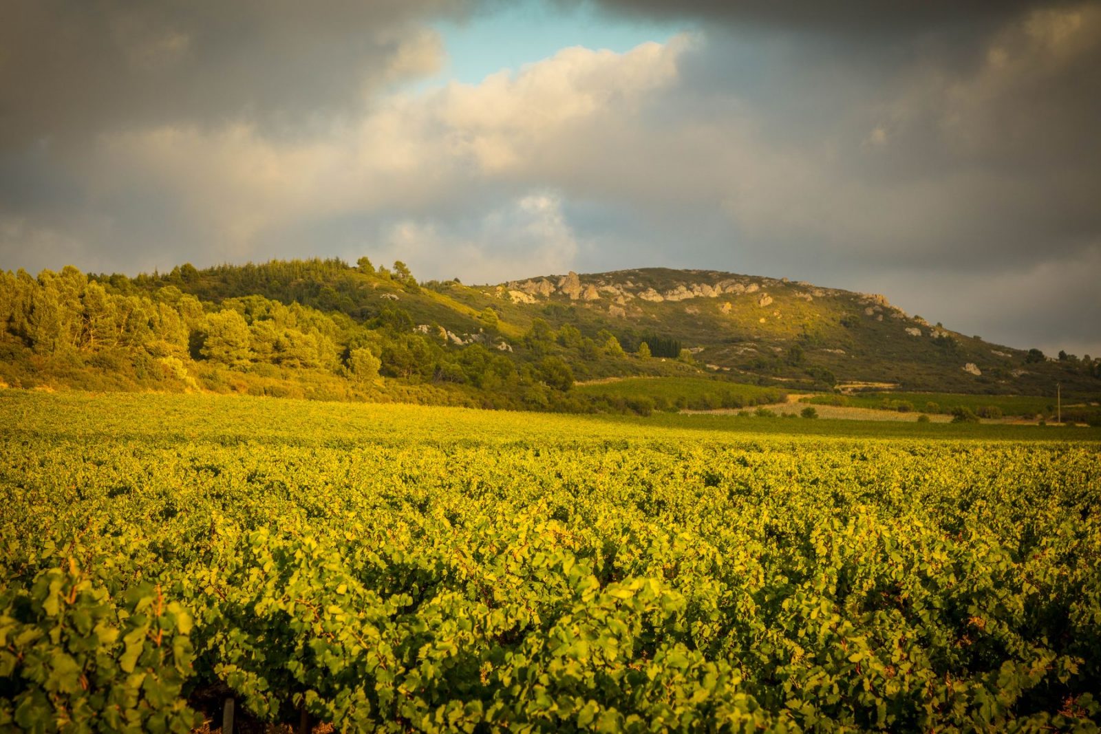 CHÂTEAU DU GRAND CAUMONT