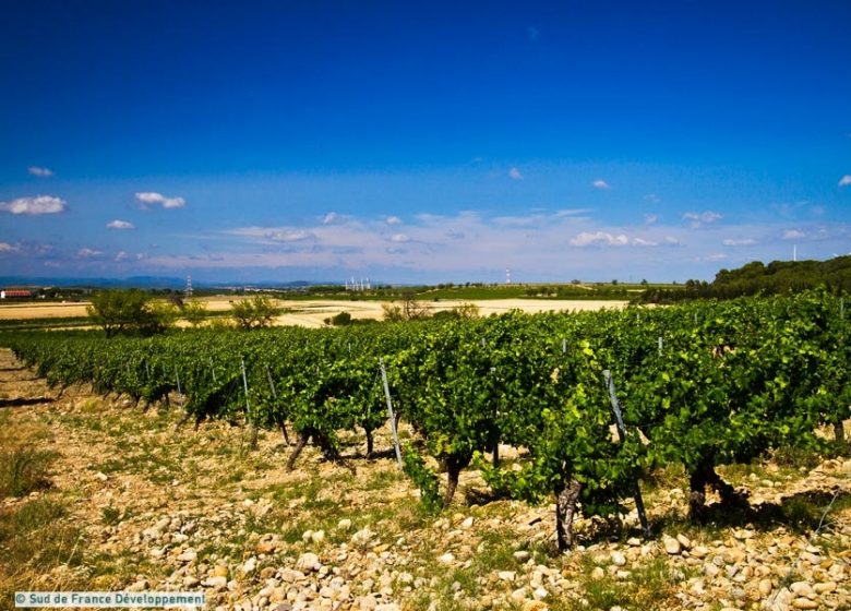 CHÂTEAU ETANG DES COLOMBES