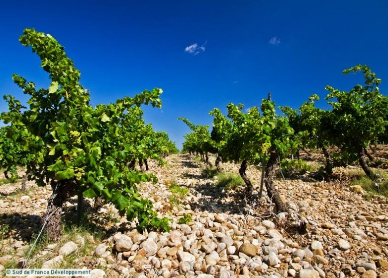 CHÂTEAU ETANG DES COLOMBES