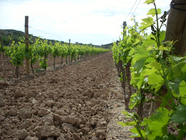 DOMAINE DE LA ROCHELIERRE