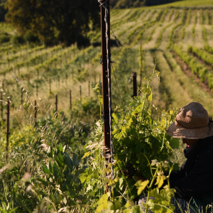 DOMAINE LA RUNE