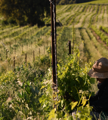 DOMAINE LA RUNE