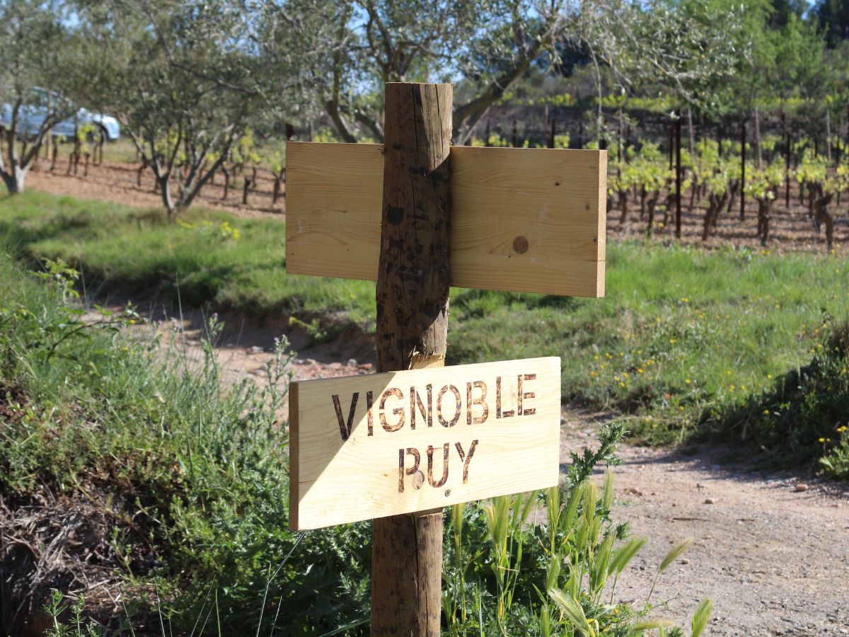 VIGNOBLE PUY