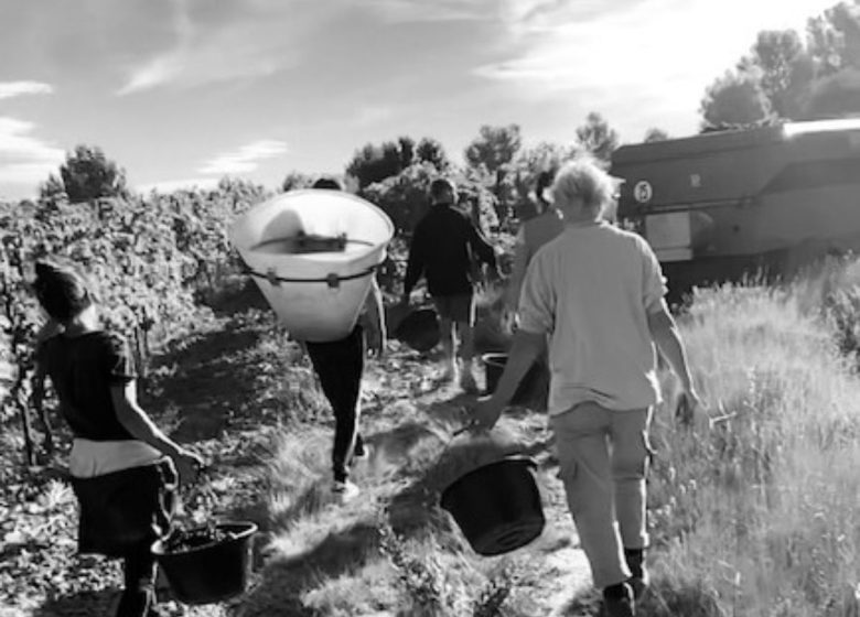 DOMAINE TERRES GEORGES