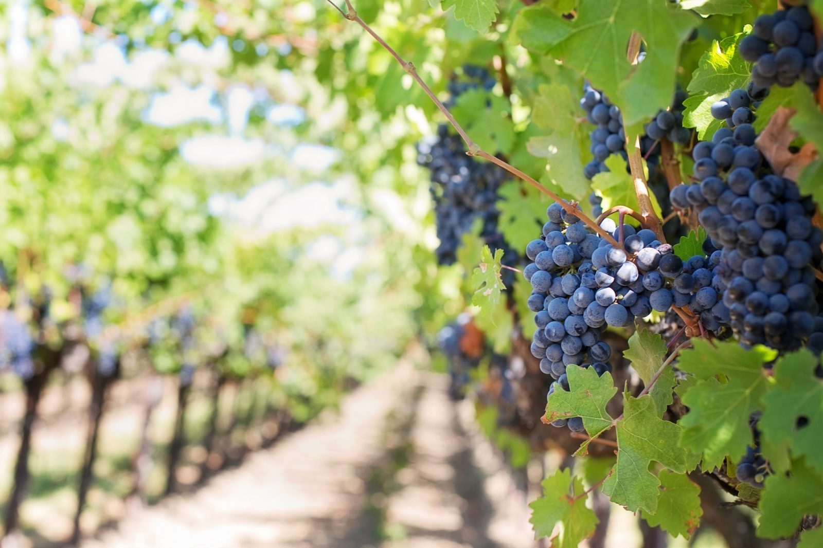 DOMAINE MONTAUDE