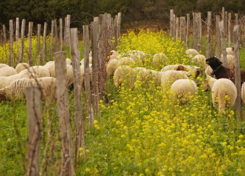 DE FERME EN FERME – DOMAINE LA RUNE