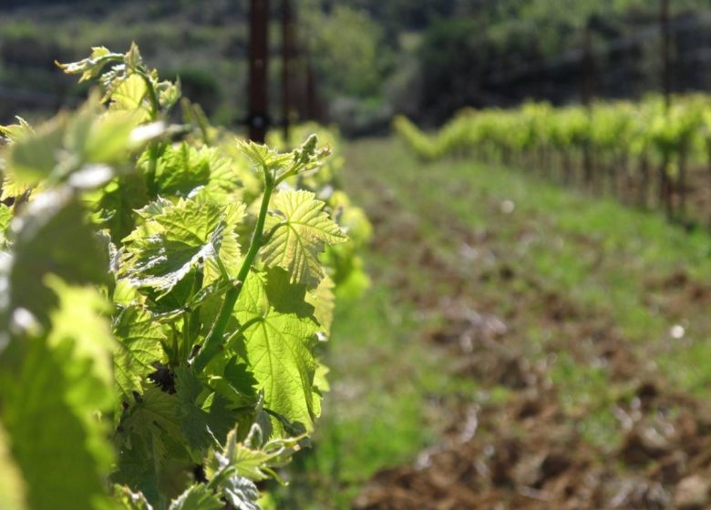 DE FERME EN FERME – DOMAINE LA RUNE