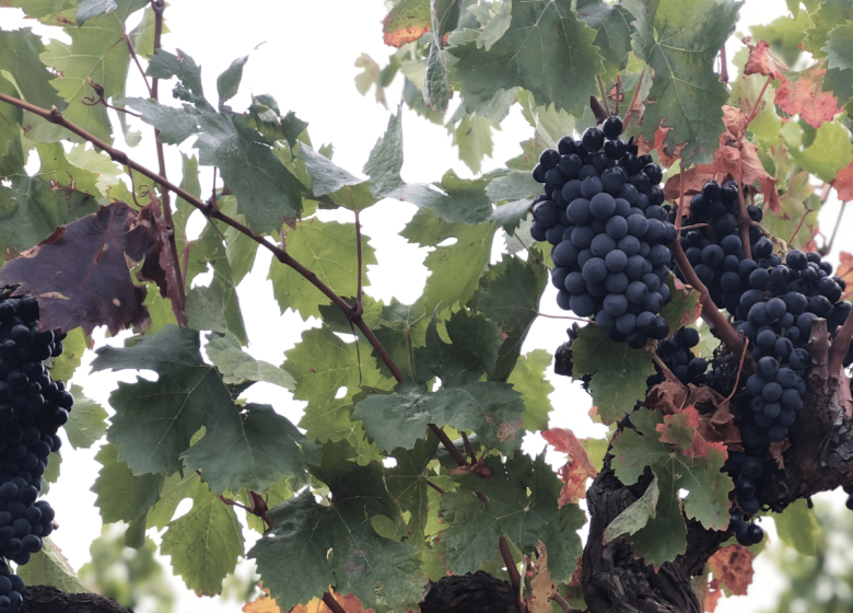 DOMAINE DE LA TOUR SCALA
