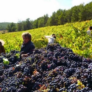 DOMAINE HENRY CARBONNEL