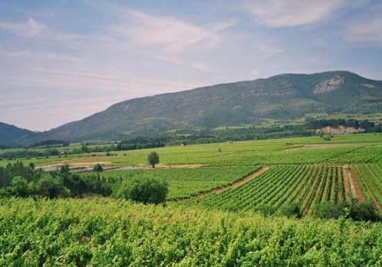 VIGNOBLE ROUX – DOMAINE ROMANISSA ET DOMAINE DE SÉGUR