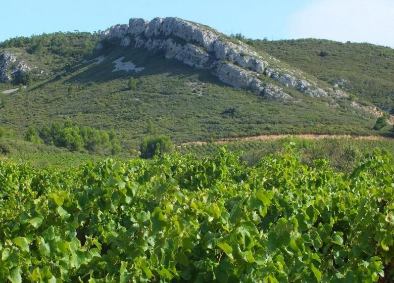 DOMAINE ROQUE-SESTIÈRE