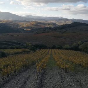 DOMAINE MONTLUZIA
