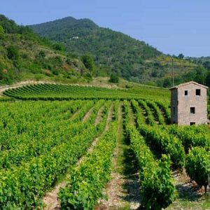 DOMAINE LES NOYERS