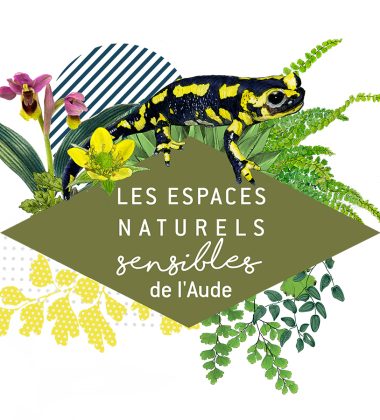 ENS – SUR LES TRACES DU LÉZARD OCELLÉ