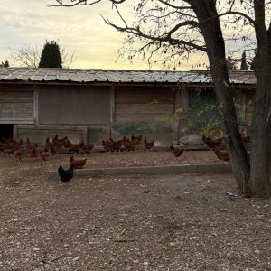 LA FERME DES FRENES